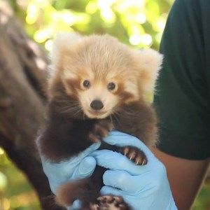Ce bébé panda roux reçoit ses premiers soins 😍 | BFMTV