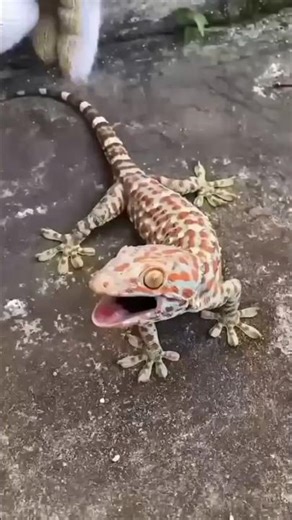 Father fails to catch gecko #shorts #comedy #funny #viralvideo