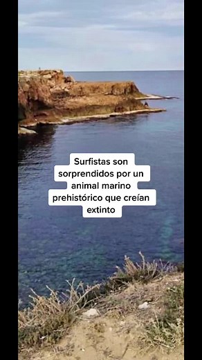 Encuentro con un basilosaurio en el agua: animales prehistóricos captados en cámara