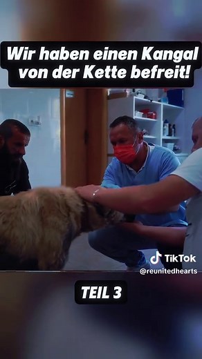 Rescue Dogs Need Your Help: Support Animal Shelters