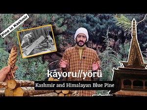 Kayor Kul (Blue Pine Tree) in Kashmir – History, Uses & Tradition