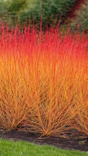 Farmer Gracy on Reels