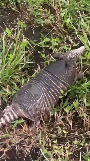 Person Rescues Armadillo From Pool With a Stick