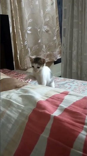 Cashew and Kismis playing at full #kittenplaytime #babykittens