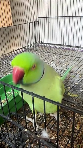 Beautiful Talking Parrots: Amazing Personalities Revealed