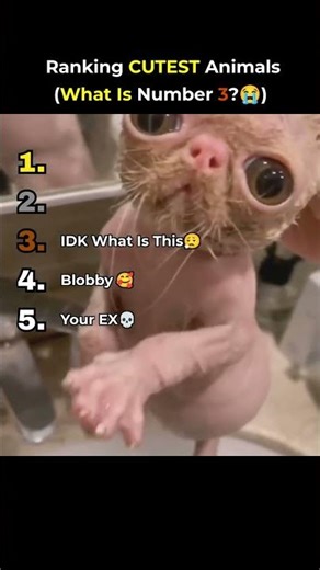 Ranking The CUTEST Animals 🥰 (You’ll Hate This) | #Shorts