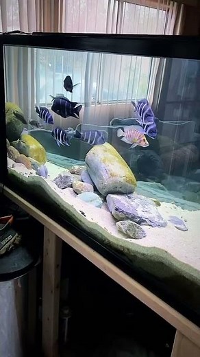 Floating Frontosa African Cichlids Tank Setup @koryaqua | Falcon Aquarium Services