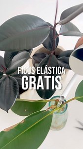 FICUS ELÁSTICA GRATIS🥳 Seguí estos pasos: 1. Con tijera desinfectada, corta un esqueje con varias hojas debajo de un nudo. 2. Retira las hojas de abajo, dejando solo 1 o 2 3. Opcional: para proteger el corte, podes aplicar canela. El látex del Gomero es irritante y mancha, así que tené cuidado con tus manos y ojos. ✨ 4. Poné el esqueje en un frasco agua y paciencia mientras desarrolla sus raíces (puede tomar meses). 🧘🏻‍♀️Agregar otra planta enraizada puede acelerar el proceso. 5. Una vez que 