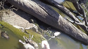 30 seconds of footage. At one wetland – one wetland of hundreds. Duck shooting causes cruelty on unimaginable levels. Just think how long that poor wounded Pink-eared Duck would have suffered if not found 😢 Victorian Labor must ban it. ➡️ TAKE ACTION: banduckshooting.com ⬅️ | Coalition Against Duck Shooting