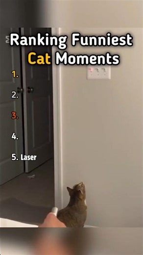 Ranking funniest cat moments #shorts