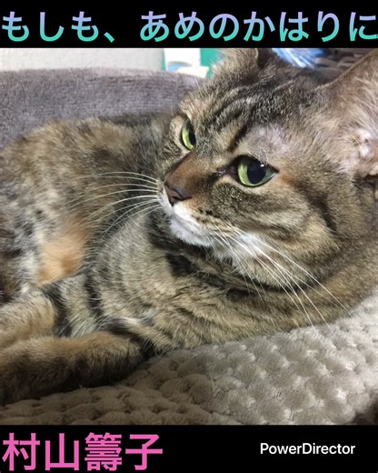 #PowerDirector #村山籌子