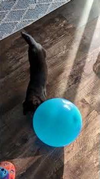 Balloon Fun Time! 🐾 My Cat Making the Cutest Noises #CuteCatSounds #CatVideo #FunnyCats #PetChannel