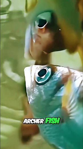 Archer Fish: How This Fish Hunts Insects Out of Water!