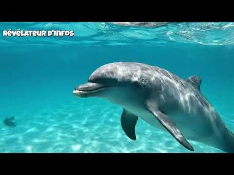 Dolphin sounds : a journey through the deep blue ocean