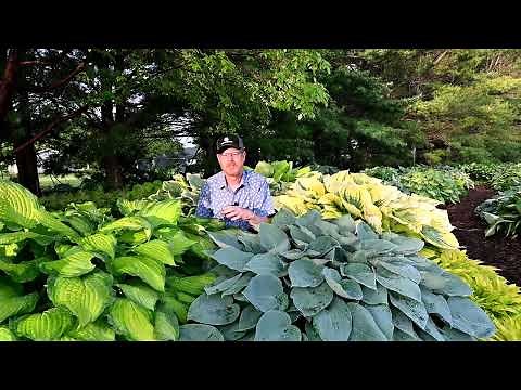 Hosta Family Trees - From 'Halcyon' to 'Autumn Frost' | Walters Gardens