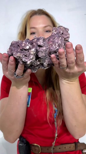 Live rock is so important for filtration in a saltwater aquarium! #rock #aquarium #zoo #filteration