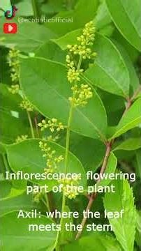 this plant is deadly...