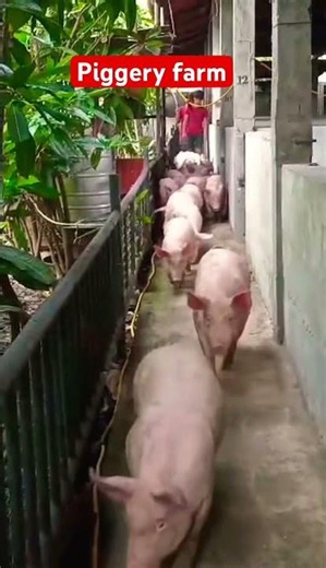 Piggery Farming #shortsvideo