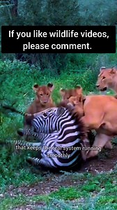 The Raw Circle of Life: 3 Tigers vs. 1 Zebra in 25 Seconds" Witness a raw moment from the wild. In this intense 15-second clip, a group of tigers coordinate to take down a zebra. This is not cruelty—this is the fundamental predator-prey dynamic that keeps ecosystems in balance across Africa and Asia. 🔬 While tigers are typically solitary hunters, this rare glimpse shows situational cooperation in the wild. We share this footage to educate and inspire awe for the natural world, its complexities,