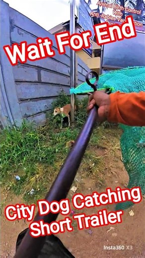 City Dog Catching Moments #moments #city #dogwithpublicsafety #dog #catch