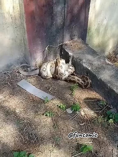 ‏The lizard escape from python#survival #wildanimals #animalworld #