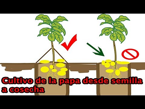 COMO SEMBRAR PAPAS// COMO CULTIVAR PATATAS
