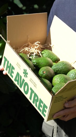 13K views · 210 reactions | Get fresh, creamy avos delivered straight from the tree to your door. Refrigerate when ripe and enjoy the best avos at your fingertips. Sign up for regular delivery & save 20% every time. Bon Avótite! | The Avo Tree | Facebook