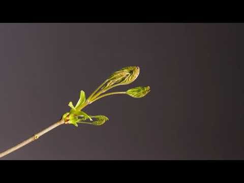 Selected Verses - Surah 73 (al-Muzzammil) - Verses 1-5 #shorts