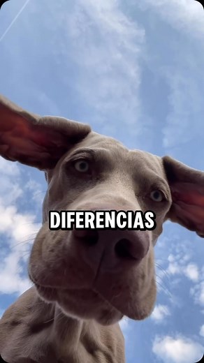 4K reactions · 303 shares | ¿Cuáles son las diferencias entre los perros de raza y los perros mestizos? #dogs #perros #caninos | LadrandoBelleza | Facebook