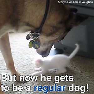 This retired military dog is smitten with a kitten ❤️ | Daily Mail Animals