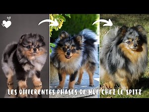 LA MUE DU SPITZ - Les différentes phases de mue chez le Spitz