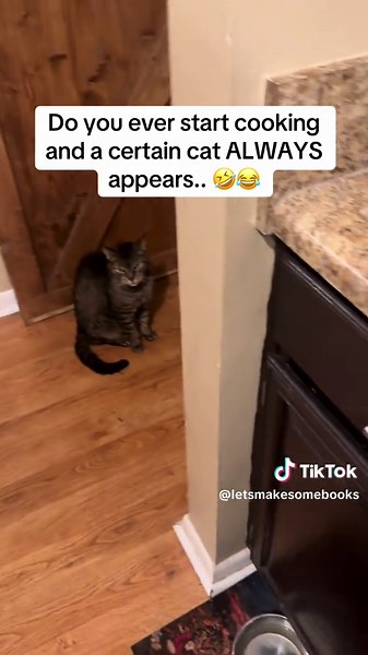 #cats #catsoftiktok #cattok #tabbycat #ridoc