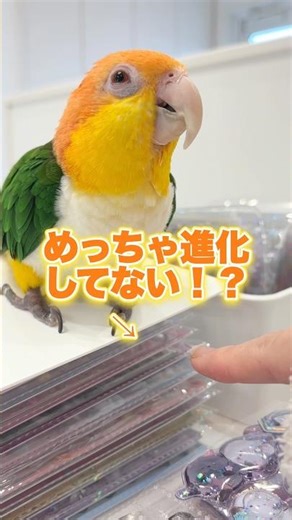This parrot sticker album is so "serious" that it's not even worth exchanging lol [White-bellied ...