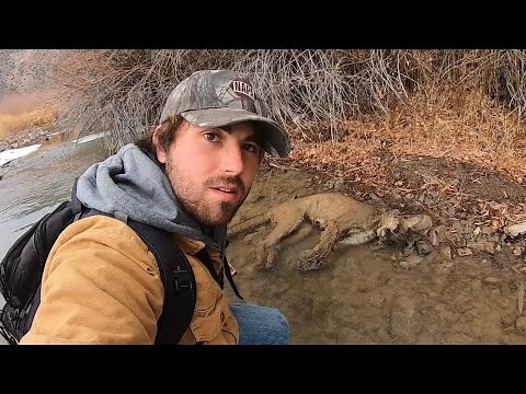 Dead Mountain Lion Found While Fishing