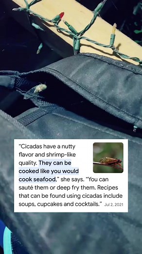 Whole fried locust (catch clean cook) #cooking #fishing #outdoors #easyrecipe #cheapprice #seafoodlover | Wade Fishez