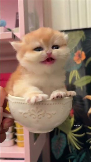 kitten vibing to the beat #cat #cats #kitty #kitten