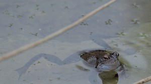 Frog, Common Frog, Pond Dwellers. Free Stock Video