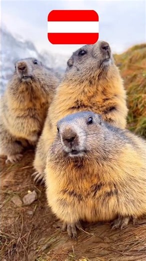 PICK YOUR AUSTRIAN ANIMAL! 😍💖 #animals