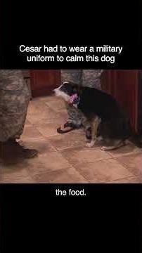 Cesar Milan Joins The US Military