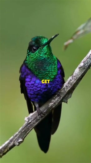 The Color-Changing Hummingbird 🐦