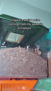 20K views · 237 reactions | chomp chomp | Tarantula Kat | Facebook