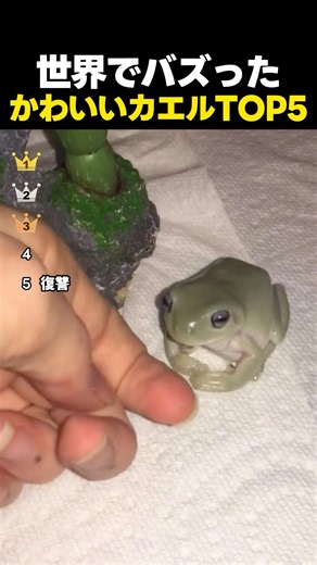 世界でバズった「かわいいカエル」TOP5🐸