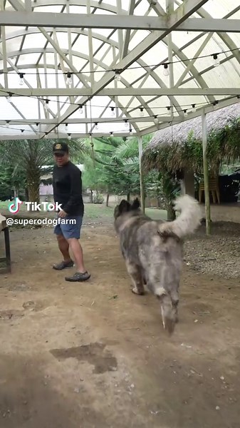 Caucasian Ovcharka Dog Eating Food