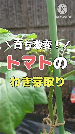 【収穫量倍増】トマトのわき芽取り完全ガイド！〈1本仕立てと2本仕立てのやり方〉#園芸 #家庭菜園 #庭作業 #トマト#ミニトマト
