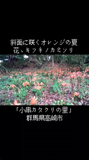 花見旅「小串カタクリの里」キツネノカミソリ、群馬県高崎市です。夏の花・キツネノカミソリが斜面に群生していました。#キツネノカミソリ #小串カタクリの里 #花