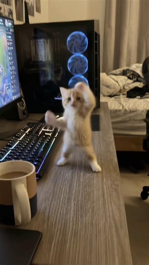 little guy is excited about his new gaming setup 🤗🥰