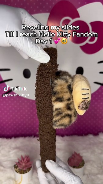 Pawshkitty on TikTok