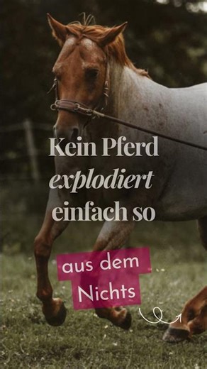 Niemand sagt dir das übers Pferdetraining