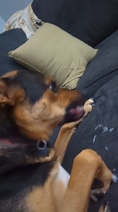 Does this look like a focal seizure? Never seen him do this, this is not what his seizures normally look like.