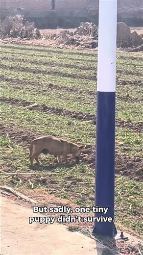 Mother Dog Buries Her Dead Puppy | A Heartbreaking Moment in Nature